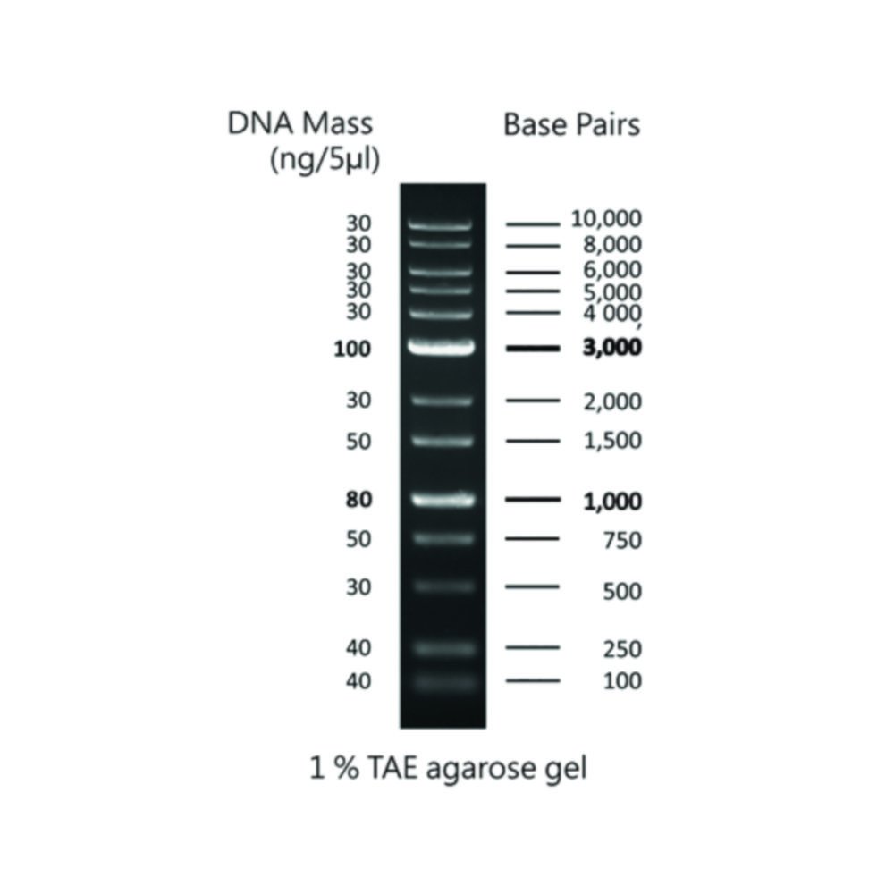 Marqueurs ADN pour électrophorèse sur gel | Type: CSL-MDNA-1KBPLUS