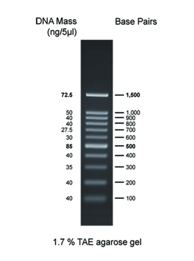 Marqueurs ADN pour électrophorèse sur gel | Type: CSL-MDNA-100BPH