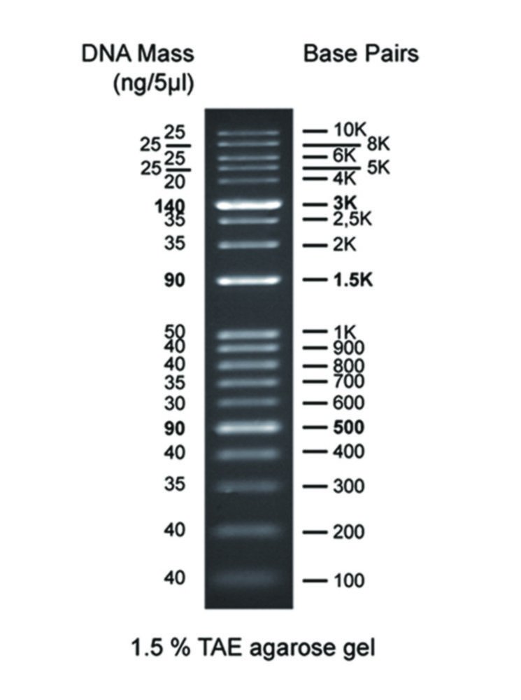 DNA-Leitern für Gelelektrophorese | Typ: CSL-MDNA-100BPH
