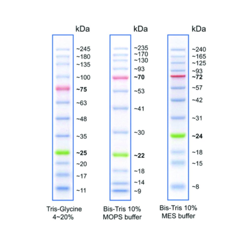 Echelles de protéines, précolorées | Type: BLUE Wide Range